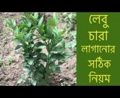 Nature of Bd_Sylhet
