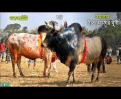 Sylheti Bisal Mair