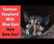 Anything German Shepherd