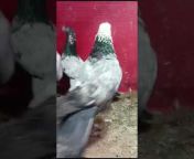 birds lovers vlog