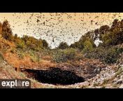 Explore Birds Bats Bees