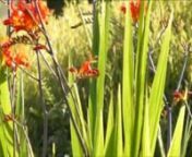 This video was taken on a sunny July day in my front yard on Bell Hill near Sequim, WA. The hummingbirds just love when the bright red crocosmia lucifer bloom every summer -- they can be seen feeding as early as 7 AM and as late as 7 PM. There are often 3 to 4 at a time working on the multiple clumps of flowers. nnNote the first part of this video is silent as there was significant motorcycle noise present.
