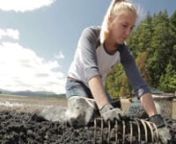 “The ocean is so acidic that it is dissolving the shells of our baby oysters,” says Diani Taylor of Taylor Shellfish Farms in Shelton, Washington. She and her cousin Brittany are fifth-generation oyster farmers, and are grappling with ocean waters that are more acidic and corrosive than their fathers, grandfathers, and great-grandfathers knew. nnThis “ocean acidification” is one planetary response to humans’ burning of fossil fuels, which releases carbon dioxide that is absorbed by the