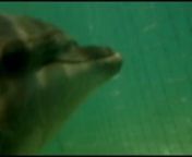 www.yunuslaraozgurluk.comnTürkiye&#39;deki tutsak bir yunusun sessiz YARDIM çığlığı... Türkiye&#39;deki bir deniz hapishanesinde çekilmiştir. n(A silent scream of HELP from a captive dolphin in Turkey... Original footage was taken at a dolphinarium in Turkey)nn(Public PSA - Non-profit - No copyright intended for music)