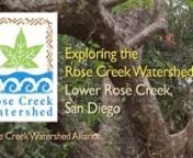 In this segment we explore Lower Rose Creek with Karin Zirk, Founder of the Friends of Rose Creekwww.saverosecreek.org. Lower Rose Creek flows through Pacific Beach and empties into Mission Bay Park next to the Mission Bay Marshes, the last remaining salt marsh on the bay. Karin, local volunteer Roy Little and Watershed Coordinator Kelly Makley showcase efforts to restore the creekbank with native plants, discuss the importance of mudflats and salt marshes, and highlight a beautiful community
