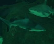 17 requins de 7 especes differentes dont des requins-marteaux donnent rendez vous au public dans un bassin immense de 1800 m3 au Musée de la mer de Biarritz sur la Cote Basque .nDans certaines regions, des squales s&#39;attaquent aux surfers qu&#39;ils peuvent confondre avec des tortues. L&#39;issue est malheureusement souvent dramatique et se solde par la mort du rider comme sur l&#39;Ile de La Reunion.nhttps://euskadi-surf.tv/tele/biarritz Reportage Euskadi Surf TV - 19 Aout 2013 nnnEuskadi Surf TV&#124;Fac