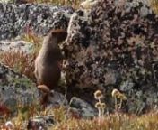 Marmots in the alpine tundra seen from Toll Memorial Trail off Trail Ridge Road in Rocky Mountain National Park.