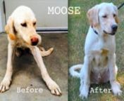 (Camden, SC)MOOSE was a depressed, sad, sickly, skinny Yellow Lab Mix (upper left photo) when we pulled him from a South Carolina shelter.Look at him now...he&#39;s a happy, healthy, 1 year old neutered male, 21
