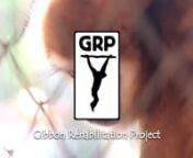 ©GRP 2016nMusic: Down The Road - C2CnnnGRP website: http://www.gibbonproject.org/nVolunteer section: http://www.gibbonproject.org/volunteernGRP Facebook page: https://www.facebook.com/GibbonRehabilitationProjectnnWARF website: http://www.warthai.org/default.php