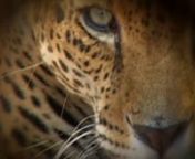 En el pequeño pueblo de Cristo Rey La Selva, Lachixila, en la Sierra Norte de Oaxaca, un jaguar luminoso que ataca al ganado es capturado vivo. Los ancianos del pueblo han dicho que su luz es una seña y que por eso no deben matarlo.