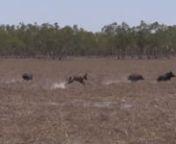 Hogs Dogs Quads 3n‘Top end hogs’nnThe boys are back into it again, traveling to some of the most remote places in Australia matching their hounds with the nastiest boars they can find.nThis time around Matty takes you on a full hunt from start to finish and manages to put 11 cracking boars on the ground and still make it home in time for lunch.nBryce and Craig are still hunting hard in the Gulf and they have captured some unreal one out action with some great Gulf boars. Meet Craig’s top d