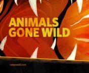 Nat Geo Wild’s new series, “Animals Gone Wild”, was all about how rowdy, cunning, innovative, and tricky animals can be, so it needed a bold marketing approach that would attract more viewers by setting it apart from other wildlife shows about soft, cuddly creatures, natural history, or animal science. Marketing focused on hooking viewers with the most compelling aspect: animals rebelling against humanity and taking over. The show content is entirely archival and a lot of it is pretty roug