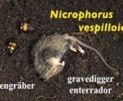 Der Film entstand innerhalb von 6 Stunden und zeigt, wie tote Mäuse in der Natur entsorgt werden, indem sie als Nahrungsquelle für eine ganze Reihe von Tieren dienen, die sich auf das Fressen von Aas spezialisiert haben. nDer Totengräber NICROPHORUS VESPILLOIDES ist ein Käfer der im Wald tote Mäuse aufsucht und sie eingräbt. Unter der Erde wird die Maus zu einer regelrechten Kugel geformt, die dann als Nahrungsdepot für die Käferlarven dient.nnThe movie shows how NICROPHORUS VESPILLOIDES