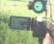 This is a DIY gunstock mount for my camcorder, a Sanyo Xacti VPC-FH1. It is fitted with a Red Dot Sight. This video shows the contraption in action, first illustrating how it is used to follow a moving target, a cow(too difficult to follow a bird with another camera in the way). The resulting clip of the cow follows, and then there are examples of birds in flight, first at normal speed and then in slow motion. The birds are a Jay, and then a Hobby mobbing a Buzzard, a quarter mile away. The devi