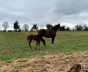The mating of two exceptional racehorses--Arrogate and Songbird--each in their first season of breeding, has resulted in an exceptional foal. Meet the filly everyone will be watching, and who Mike Smith is already anticipating riding, in this video, presented by Juddmonte Farms.