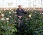 The Netherlands is a world leader in the horticulture industry and shows no sign of wilting. We visit a delicately orchestrated flower auction, a grower and a florist to unpack the challenges of this fragrant business.