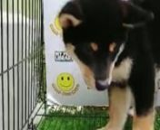 Shiba Inu Puppy (Male) For Sale 2 from sale male