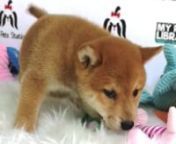 Shiba Inu Puppy (Male) For Sale 1 from sale male