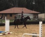14.1h brown Riding pony/TB mare, 6yo. Recently broken in and going kindly under saddle.