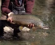 Fishing for brown trout on huge dry flies in Patagonia is still to this day one of our most memorable adventures. When the conditions are right the dry fly fishing is insane! Thanks to Cinco Ríos Lodge for making his possible back in the days. #trout #loopaktiv #patagonia #hookémemoriesnnMusic : Wallowa Lake Monster - Surfjan Stevensn...nPêcher la truite brune à la mouche sèche en Patagonie reste à ce jour encore une de nos aventures les plus mémorables. Quand les conditions sont parfaite