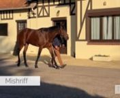 After the sudden passing of top French stallion Le Havre, Sumbe conducted a careful search to find a stallion worthy of filling the space at the farm. They found such a horse in the multiple Group 1 winner MIshriff.