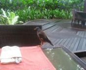 This Common Myna was at my table for a couple of minutes and I feed it a little of my food, a short but great experience