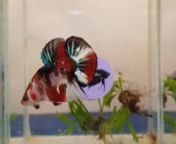 Colourful, healthy, active fish.Direct from the best Breeders in Thailand.nAuction May 20-22 2022 at https://mewe.com/join/fishchickauctionsnAccessories at www.fishchick.com.au/shopnJoin us on the weekends for your chance to bid on Australia&#39;s best imported Bettas and Betta Accessories. nnLooking for expert advice? nMessage https://www.facebook.com/FishchickAquatics/nPrivate imports, show quality fish, information on care and keepingnFishchick Aquatics has over a decade&#39;s experience in keeping