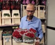 Růže Madam Red.nPokud hledáte červenou růži a nechcete úplně rudou barvu, pak Madam Red je ta pravá volba. Je to prémiová odrůda a svou kvalitu prokázala už tím, že se pěstuji již více než 20 let. Stálice v kvalitních červených růžích.nSkvělou kvalitu má africká produkce po celý rok.nnNA Florea ji najdete https://www.florea.cz/vyhledavani-1?s=madam+rednnNejvětší e-shop s květinami v ČR. Doručujeme květiny kamkoliv ZDARMA nebo jen za 145,-Kč. Ověřený e-sh