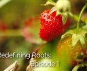 We are very proud to introduce to you the first episode of Redefining Roots.nnIn this episode we highlight the Chicago based handcrafted ice cream company affectionately known as Nice Cream.nnhttp://www.nicecreamchicago.com/​nnKris Swanberg owner and operator of Nice Cream was kind enough to invite us along on the journey out to Susie’s Garden Patch in Garden Prairie, IL. There we filmed and volunteered our efforts towards picking hundreds of pounds of fresh organic strawberries. nnFrom ther