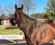A Grade I winner at two and three, Dr. Schivel has the resume to appeal to commercial breeders as he launches his stud career at Taylor Made Farm.