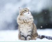 Cat Playing in Snow HD Live Wallpaper, Screensaver for PC with playing cat, cat in snow, cat playing, play in snow, winter snow, cute cat,nhttps://krajio.com/listing/cat_playing_in_snow-live-wallpaper-screensaver-KLWS_WINTE_CAT_FLYS_002nTitle: Transform Your Desktop with Charming Cat Play in Snow Animated WallpapersnnnThere&#39;s something irresistibly adorable about watching a playful cat frolic in the winter snow. The sheer joy and curiosity they exhibit as they leap, pounce, and explore their sno