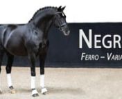 Sire of Olympic, World Equestrian Games, and World Cup winner Valego; as well as, rising star and WBFSH 6-Year Old World Champion Kjento, Negro has certainly confirmed his value as a sire of top dressage talent.Negro offspring have proven time and again that they have the talent for the FEI work with offspring winning at the FEI levels with both professionals, amateurs, and young riders.An exceptional canter, active hindleg, and talent for collection are consistent across his offspring.Due