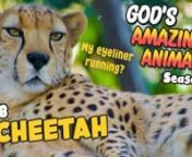Cheetahs are the fastest land animals in the world and can accelerate quicker than the most powerful sports car. Learn more about them with this God&#39;s Amazing Animals narrated by Jenna Kim.nnnAlso check out ournCheetah Nature Fact Sheet: https://kidsclubforjesus.org/nature-facts-cheetah.htmlnnActivity Sheet:nhttps://kidsclubforjesus.org/nature-activity-cheetah.htmlnnMore God&#39;s Amazing Animals videos here: https://kidsclubforjesus.org/series-gods-amazing-animals.htmlnnnnn© 2021 Kids Club for Jes