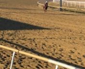 Lauralea Glaser gives Aladdin Sane a nice easy gallop one morning at Laurel Park Racetrack in early March 2021.