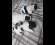 Adorable miniature jack Russell puppies for sale - ukpets from adorable puppies for sale