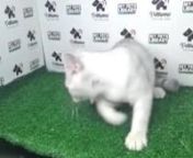 PW Silver British Shorthair Kitten (Male) For Sale 2 from sale male