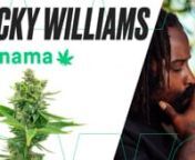 Join Ricky Williams in this video as he takes a look at the enchanting Panama marijuana strain from Homegrown Cannabis Co. He takes you through the ins and outs of cultivating these marijuana seeds at home, from germination to harvest. Plus, you’ll find out what to expect after smoking these powerful buds.nnThese feminized sativa seeds come from combining two exceptional landrace cultivars from Panama and Colombia. As a result, these buds contain 11–15% THC and are able to resist moisture is