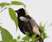 This is a compilation of birds taken during the summer of 2011 in 5 central Counties of Minnesota.Fourteen different birds, along with well over 50 different bird songs are shown from Marsh, Woods, and Grasslands. Listen closely for Eastern Meadowlark, Ovenbird and Warbling Vireo because you won&#39;t see them.