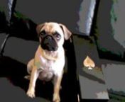 Pumba the Pug in his first rap video to Triple C&#39;s Trickin off. He was 4 months old when we made the video!