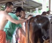 Today the Mayapur Community residents were invited to come and give the beloved cows a bath. This means a good sprinkling with a water pipe. And a good scrubbingtoo. n“ Is today a special date?”nGopijan Vallabha Das: “This is the month of Purushottam. It is very auspicious to do Go Seva during the Purusottam month. So we decided to bathe Krishna’s cows.”nThe two year old, the eighty year old, mid-aged and beyond, there is no age to worship the Lord&#39;s cows - it&#39;s an eternal service.