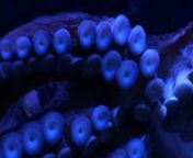 The giant octopus can change colors and even it&#39;s texture in the blink of an eye. When in it&#39;s resting state, it&#39;s usually pale in color. When searching or hunting, it turns more of a bright red.