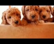 Adorable Puppies with red, apricot, blond golden and chocolate and black with white coats...nFrom GorgeousDoodlesfamily with Doodle Joy,n