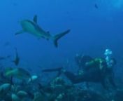 The north pass in Fakarava provides world class drift diving...nThe current can get up to 5 knots and diving in it is a thrilling experience...nIn the middle of the dive, divers, sharks and fish find