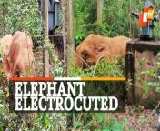 Odisha loses another elephant, this time due to electrocution. Sunday night, two jumbos were crossing the National Highway-16 near Jankia in Khordha when one of them came in contact with the electric transformer installed for the fabrication unit. &#60;br/&#62;&#60;br/&#62;