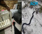 A red-bellied black snake was found under a baby’s cot in Port Stephens.&#60;br/&#62;