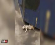 Enormous rat spotted in New York subway from tamim base rat video