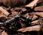 Black scorpion walking closeup&#60;br/&#62;Black scorpion walking on pieces of wood. Scorpion, scorpion sting, pincers, animals.VERY DANGEROUS