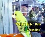 An Episode in The Life of a -French-speaking- Household Budgie / Perruche ondulÃƒÂ©e a de la jasette