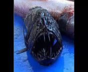 when tsunami occurs, it broughtstrange animals from depth sea , as you can see on this video, the most rare animals ever