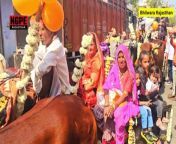 Rajasthan Culture Wedding | Viral Video 2024 #viralvideos from culture du coeur 66